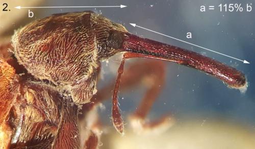 Réf. 273 016 : Anthonomus rectirostris
